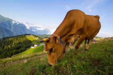 Pokut Platosu 'nda İnek Otlatma Rize Camlihemsin Turkey. Güzel Peyzaj Sisli ve Bulutlu. Karadeniz 'den Kackar Dağları.