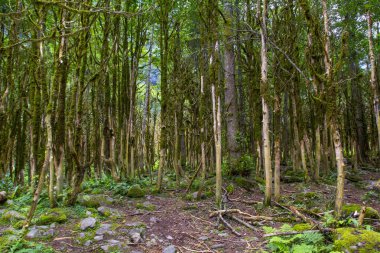 Yeşil sık ormanın güzel manzarası