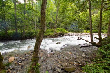 Yeşil sık ormandaki dağ nehrinin güzel manzarası 