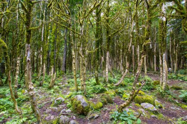 Dağlardaki ormanın güzel manzarası