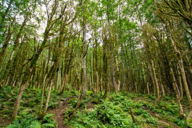 Dağlardaki ormanın güzel manzarası