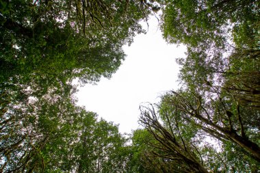 Dağlardaki ormanın güzel manzarası