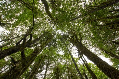 Dağlardaki ormanın güzel manzarası