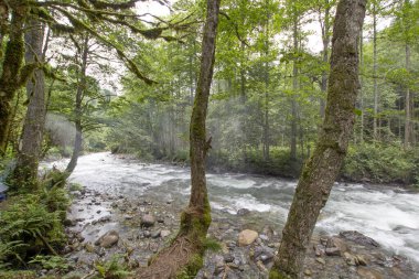 Yeşil sık ormandaki dağ nehrinin güzel manzarası 