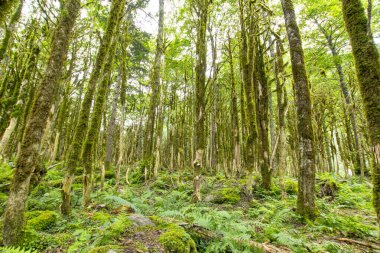 Yeşil sık ormanın güzel manzarası