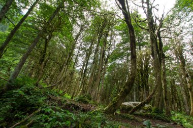 Yeşil sık ormanın güzel manzarası