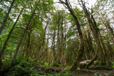 Yeşil sık ormanın güzel manzarası