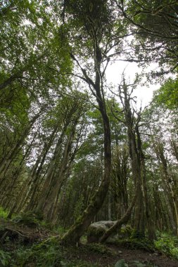 Yeşil sık ormanın güzel manzarası