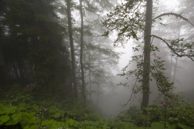 Scenic view of plants and trees in mysterious forest. Fog in forest at daytime  clipart