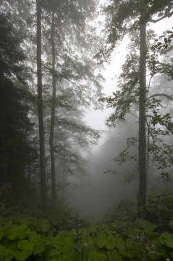 Gizemli ormandaki bitki ve ağaçların manzarası. Gündüz vakti ormanda sis. 