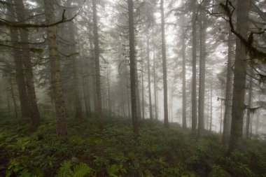 Gizemli ormandaki bitki ve ağaçların manzarası. Gündüz vakti ormanda sis. 