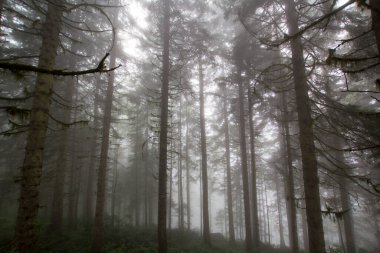 Gizemli ormandaki bitki ve ağaçların manzarası. Gündüz vakti ormanda sis. 