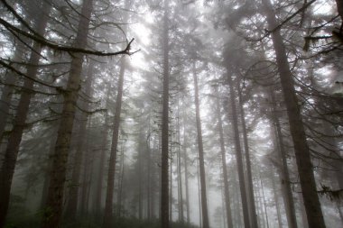 Gizemli ormandaki bitki ve ağaçların manzarası. Gündüz vakti ormanda sis. 