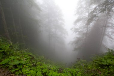 Gizemli ormandaki bitki ve ağaçların manzarası. Gündüz vakti ormanda sis. 
