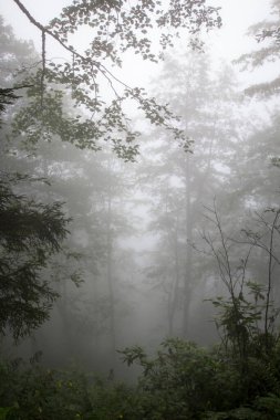 Gizemli ormandaki bitki ve ağaçların manzarası. Gündüz vakti ormanda sis. 