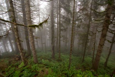Gizemli ormandaki bitki ve ağaçların manzarası. Gündüz vakti ormanda sis. 