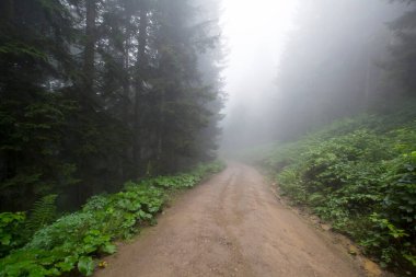 Gizemli ormandaki yol manzarası. Gündüz vakti ormanda sis. 