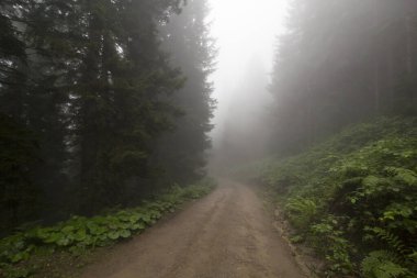 Gizemli ormandaki yol manzarası. Gündüz vakti ormanda sis. 
