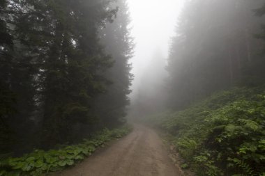 Gizemli ormandaki yol manzarası. Gündüz vakti ormanda sis. 