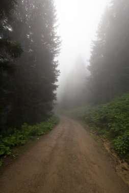 Gizemli ormandaki yol manzarası. Gündüz vakti ormanda sis. 