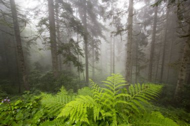 Gizemli ormandaki bitki ve ağaçların manzarası. Gündüz vakti ormanda sis. 