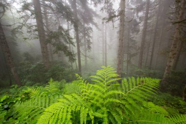 Gizemli ormandaki bitki ve ağaçların manzarası. Gündüz vakti ormanda sis. 
