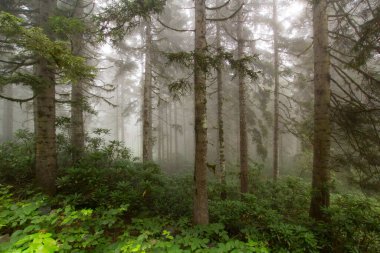 Gizemli ormandaki bitki ve ağaçların manzarası. Gündüz vakti ormanda sis. 