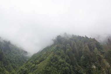Ayder Platosu Sisli Orman ve Doğal Şelale (Türkçe: Gelintulu Şelalesi) Rize - Türkiye