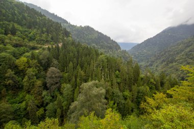 Ayder Platosu Sisli Orman ve Doğal Şelale (Türkçe: Gelintulu Şelalesi) Rize - Türkiye