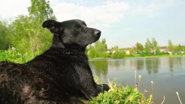 Schwarzer Hund Garten Beim Versuch Eine Fliege Fangen Hochwertiges Filmmaterial — Stockvideo