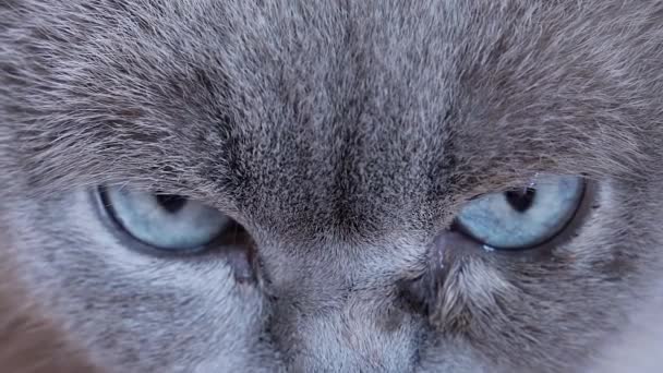 Nahaufnahme Gesicht Wütende Katze Blick Die Kamera Hochwertiges Filmmaterial — Stockvideo