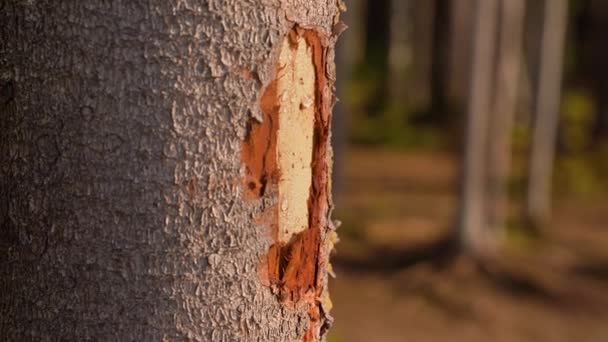 树脂从冷杉树上流出来 针叶树的树皮被毁了 高质量的4K镜头 — 图库视频影像