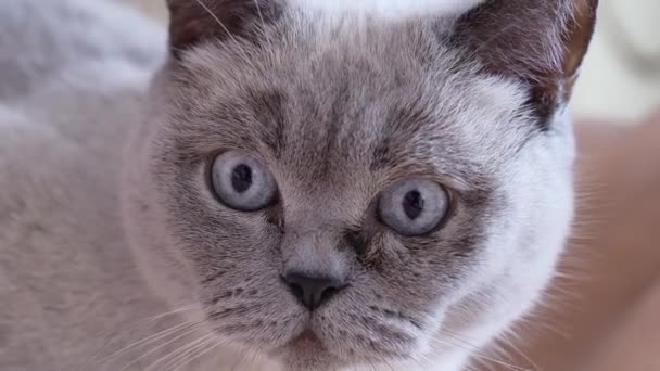Gato Cinzento Escocês Olha Para Lado Imagens Alta Qualidade — Vídeo de Stock