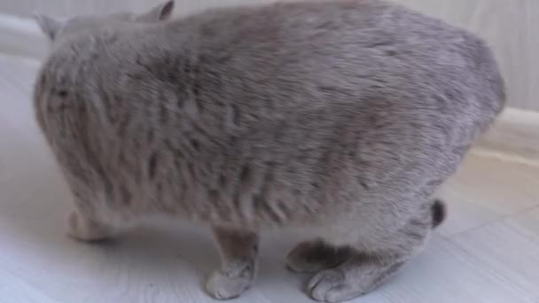Scottish Cat Goes Bed Tucks Its Paws High Quality Footage — Stock Video