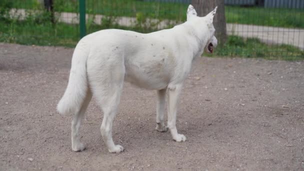 Witte Rasechte Hond Geeuwt Hondenbek Wijd Open Hoge Kwaliteit Beeldmateriaal — Stockvideo