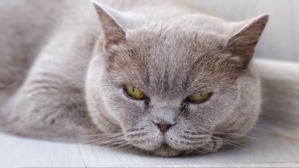 Grey Cat Lies Looks Camera High Quality Footage — Stock Video