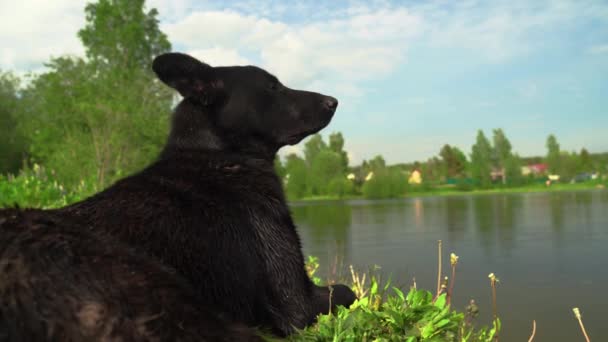 Schwarzer Hund Liegt Ufer Eines Sees Und Blickt Die Ferne — Stockvideo