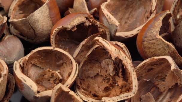 Hazelnut Shell Close Nuts Shells High Quality Footage — Stock Video