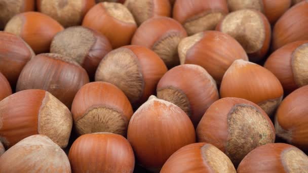Many Hazelnuts Shell High Quality Footage — Stock Video