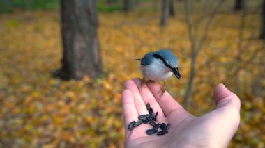 Adam bir kuşu eliyle besliyor. Ormandaki kuşlar ellerinden besleniyor. Yüksek kalite fotoğraf