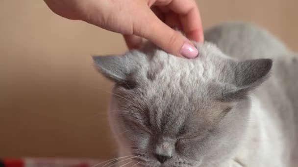 女人爱抚灰猫近身 高质量的4K镜头 — 图库视频影像