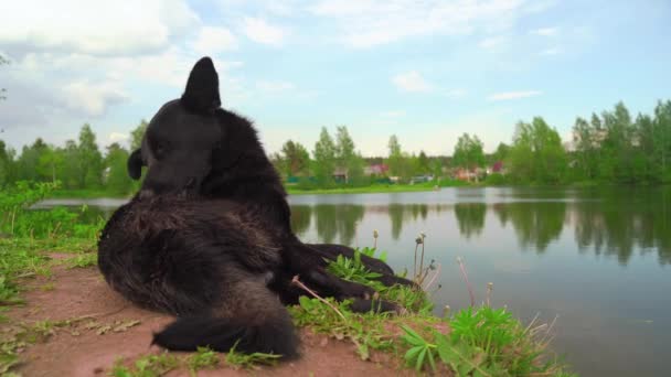 Black Dog Licks His Body High Quality Footage — Stock Video