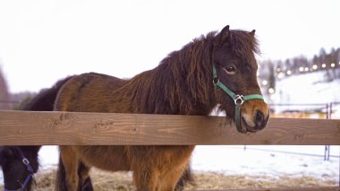 Çitin arkasındaki çayırda at otluyor. Yüksek kalite fotoğraf