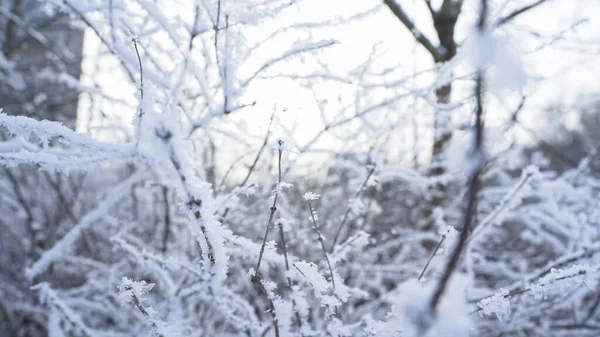 Branches under the snow in winter. Trees under weight of snow. High quality photo