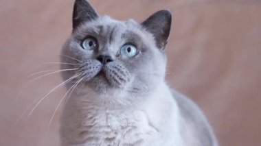Kedi başını çevirir, farklı yönlere bakar. Yüksek kalite 4k görüntü