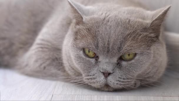 Ленивый Серый Кот Лежит Полу Высококачественные Кадры — стоковое видео