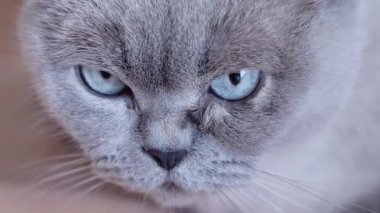 Cat kameraya bakıyor. Mavi, şirin kedi gözlü makro. Yüksek kalite 4k görüntü