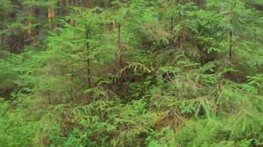 Elbiseli kız ormanda böğürtlen topluyor. Yüksek kalite 4k görüntü