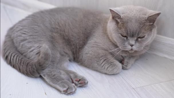 Grey Cat Goes Sleep Floor High Quality Footage — Stock Video