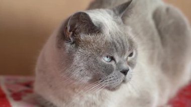 Safkan gri kedi başka tarafa bakıyor. Kedi kanepede oturuyor. Yüksek kalite 4k görüntü